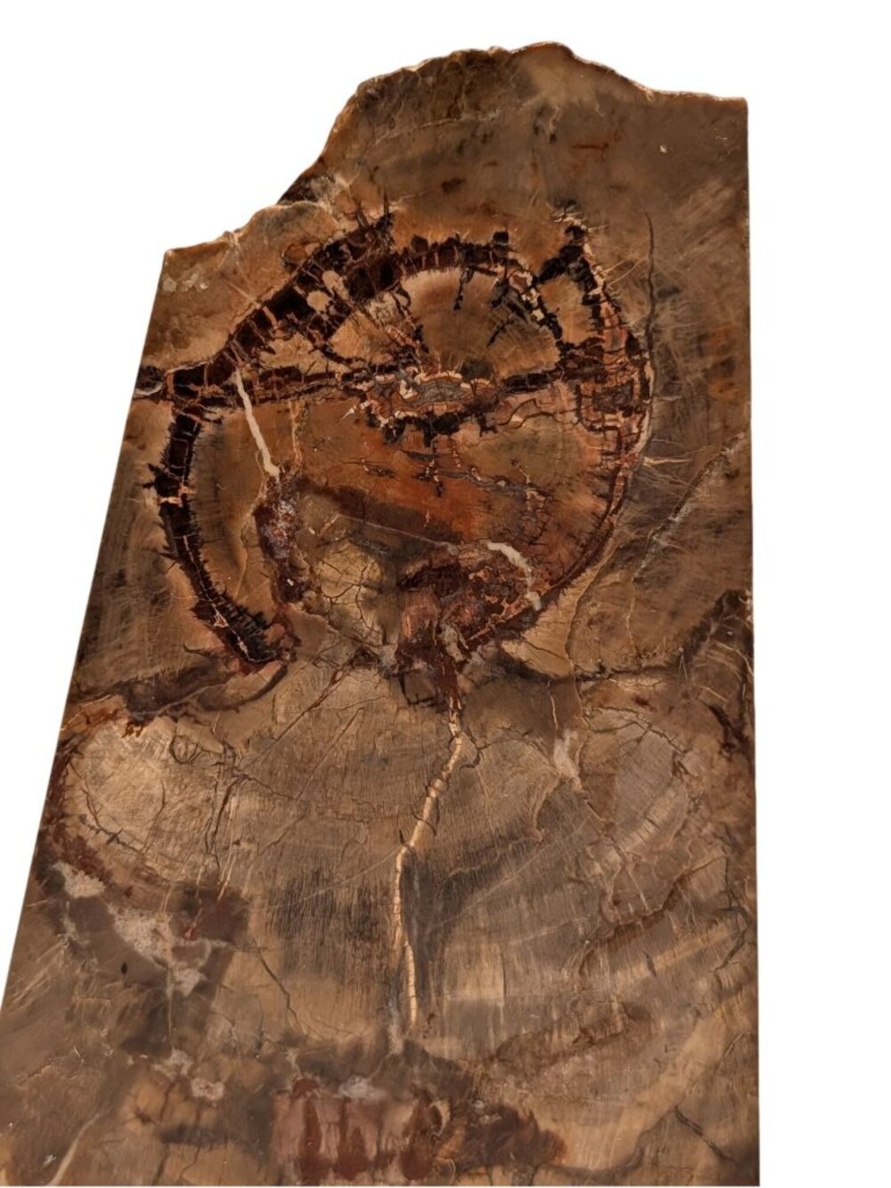 Petrified Wood Bookends Fossilized Tree Rings Natural Mineral Patterns 6" Rustic - Picture 3 of 16